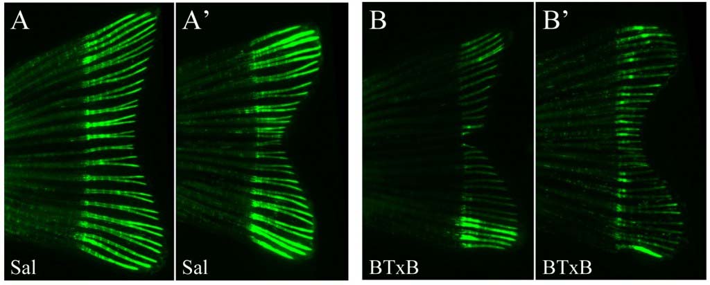 Bot­u­linum toxin induces mus­cle paral­y­sis and inhibits bone regen­er­a­tion in zebrafish
