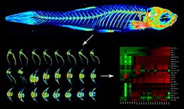 Neu­ro­mus­cu­lar Reg­u­la­tion of Bone in the Zebrafish Skeleton