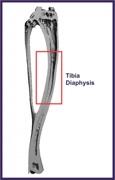 Tibia Diaphysis Scanning Location Tibia Diaphysis Scanning Location